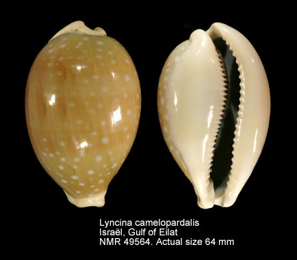 Lyncina camelopardalis (4).jpg - Lyncina camelopardalis (Perry,1811)